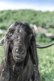 Portrait of a black goat looking at the camera. Anglo-Nubian breed of domestic goat stock image Portrait of a black goat looking at the camera. Anglo-Nubian breed of domestic goat stock image