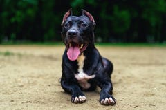 Portrait Black and white American pit bull terrier lies ismiles with tongue in the park. royalty free stock photo Portrait Black and white American pit bull terrier lies ismiles with tongue in the park. royalty free stock photo