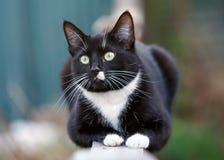 Portrait of a black and white cat sitting on fence stock image Portrait of a black and white cat sitting on fence stock image