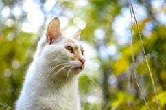 Portrait of a bright two colored cat in green grass and blue sky on background