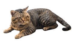 Portrait of brown eyed and big head tabby cat isolated on white Stock Photo Portrait of brown eyed and big head tabby cat isolated on white Stock Photo