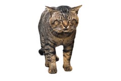 Portrait of brown eyed and big head tabby cat isolated on white Stock Photos Portrait of brown eyed and big head tabby cat isolated on white Stock Photos