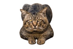 Portrait of brown eyed and big head tabby cat isolated on white Royalty Free Stock Photos Portrait of brown eyed and big head tabby cat isolated on white Royalty Free Stock Photos