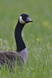 Canada goose in a summer meadow