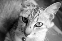 Portrait of cat in black and white Royalty Free Stock Photography Portrait of cat in black and white Royalty Free Stock Photography