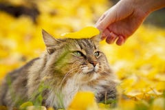 Portrait of a cat lying on the fallen foliage, pet walking on nature in the autumn stock images Portrait of a cat lying on the fallen foliage, pet walking on nature in the autumn stock images