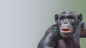 Portrait of curious wondered Chimpanzee at smooth gradient background