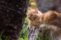 Portrait of cute little vagrant orange cat isolated lying on tree trunk outdoors in blurred background Royalty Free Stock Image Portrait of cute little vagrant orange cat isolated lying on tree trunk outdoors in blurred background Royalty Free Stock Image