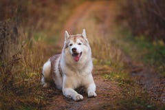 Portrait of cute Siberian Husky dog lying on the path in the bright autumn forest stock photos Portrait of cute Siberian Husky dog lying on the path in the bright autumn forest stock photos