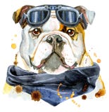 Portrait d'aquarelle de bouledogue illustration libre de droits Portrait d'aquarelle de bouledogue illustration libre de droits