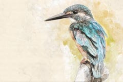 Portrait d'aquarelle d'un martin-pêcheur illustration libre de droits Portrait d'aquarelle d'un martin-pêcheur illustration libre de droits