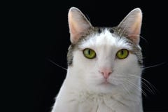 Portrait d'un chat blanc avec les taches tigrées, les yeux vert clair et le nez rose sur le fond noir image stock Portrait d'un chat blanc avec les taches tigrées, les yeux vert clair et le nez rose sur le fond noir image stock