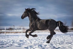 Portrait d'un cheval frison noir photographie stock Portrait d'un cheval frison noir photographie stock