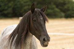 Portrait d'un cheval rouan dans un domaine images stock Portrait d'un cheval rouan dans un domaine images stock