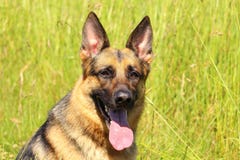 Portrait d'un chien de berger allemand avec les yeux attentifs et qui pousse sa langue sur un fond de nature Photographie stock Portrait d'un chien de berger allemand avec les yeux attentifs et qui pousse sa langue sur un fond de nature Photographie stock
