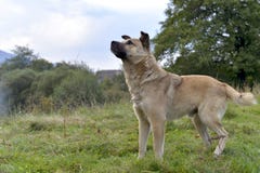 Portrait d'un chien sans abri seul photo stock Portrait d'un chien sans abri seul photo stock