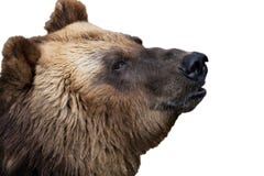 Portrait d'un ours photos stock Portrait d'un ours photos stock
