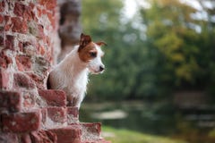 Portrait d'un terrier de Jack Russell dehors Un chien sur une promenade en parc photographie stock libre de droits Portrait d'un terrier de Jack Russell dehors Un chien sur une promenade en parc photographie stock libre de droits