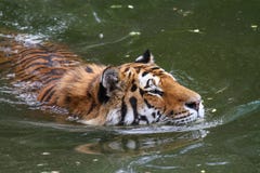 Portrait d'un tigre dans l'eau image libre de droits Portrait d'un tigre dans l'eau image libre de droits