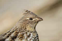 Portrait d'une grouse de Ruffed photographie stock Portrait d'une grouse de Ruffed photographie stock