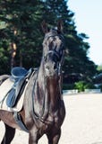 Portrait d'étalon folâtre de noir de dressage Photographie stock libre de droits Portrait d'étalon folâtre de noir de dressage Photographie stock libre de droits