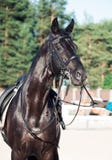 Portrait d'étalon folâtre de noir de dressage Photos stock Portrait d'étalon folâtre de noir de dressage Photos stock