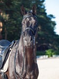 Portrait d'étalon folâtre de noir de dressage Images libres de droits Portrait d'étalon folâtre de noir de dressage Images libres de droits