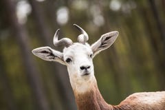 Portrait of a Dama gazelle in the background a Jeep and forest . stock photography Portrait of a Dama gazelle in the background a Jeep and forest . stock photography