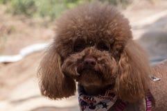 Portrait de caniche brun mignon dehors le jour ensoleillé, fond blured photographie stock Portrait de caniche brun mignon dehors le jour ensoleillé, fond blured photographie stock