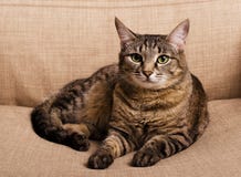 Portrait de chat aux yeux verts photographie stock libre de droits Portrait de chat aux yeux verts photographie stock libre de droits