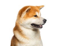 Portrait de chien d'Akita Inu photographie stock Portrait de chien d'Akita Inu photographie stock