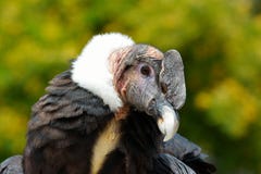 Portrait de condor andin (gryphus de Vultur) photos libres de droits Portrait de condor andin (gryphus de Vultur) photos libres de droits