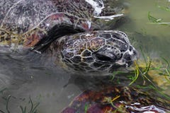 Portrait de la natation principale grise de tortue de mer dans l'étang d'eau et de manger l'herbe d'océan dans Bali, Indonésie photographie stock libre de droits Portrait de la natation principale grise de tortue de mer dans l'étang d'eau et de manger l'herbe d'océan dans Bali, Indonésie photographie stock libre de droits