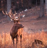 Portrait de mâle adulte puissant majestueux de cerfs communs rouges en forêt d'Autumn Fall photographie stock Portrait de mâle adulte puissant majestueux de cerfs communs rouges en forêt d'Autumn Fall photographie stock
