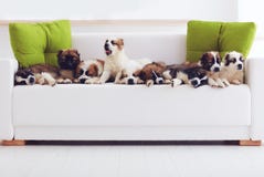 Portrait de neuf chiots de berger caucasiens les plus mignons se situant dans la rangée sur le sofa à la maison images libres de droits Portrait de neuf chiots de berger caucasiens les plus mignons se situant dans la rangée sur le sofa à la maison images libres de droits
