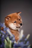 Portrait de petit inu rouge de siba de chiot avec des fleurs photographie stock libre de droits Portrait de petit inu rouge de siba de chiot avec des fleurs photographie stock libre de droits