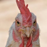 Portrait de poule photo libre de droits Portrait de poule photo libre de droits