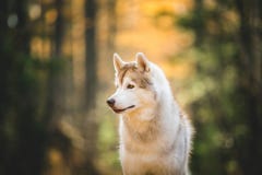 Portrait de profil du chien de traîneau sibérien magnifique, attentif et fier de chien de race de beige et blanche se reposant da photos stock Portrait de profil du chien de traîneau sibérien magnifique, attentif et fier de chien de race de beige et blanche se reposant da photos stock