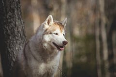 Portrait de profil du chien de traîneau sibérien de race magnifique et libre de chien se reposant dans la forêt d'automne sur le photos libres de droits Portrait de profil du chien de traîneau sibérien de race magnifique et libre de chien se reposant dans la forêt d'automne sur le photos libres de droits