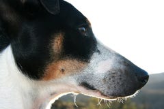 Portrait de profil de plan rapproché de chien de terrier de renard images stock Portrait de profil de plan rapproché de chien de terrier de renard images stock