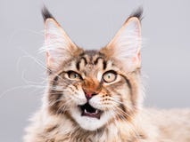 Portrait der Maine-Waschbärkatze lizenzfreie stockbilder Portrait der Maine-Waschbärkatze lizenzfreie stockbilder