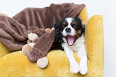 portrait-dog-cute-cavalier-spaniel-yawni