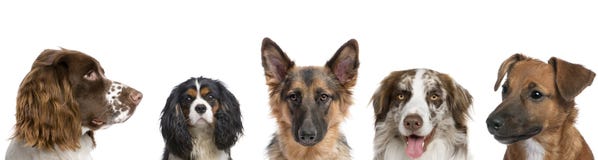 Portrait of dogs against white background