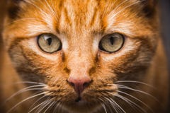 Portrait of domestic cat Royalty Free Stock Photo Portrait of domestic cat Royalty Free Stock Photo