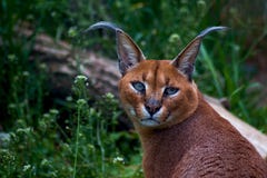 Portrait of eared caracal royalty free stock image Portrait of eared caracal royalty free stock image