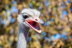 Portrait of Emu or Dromaius novaehollandiae head close royalty free stock photography Portrait of Emu or Dromaius novaehollandiae head close royalty free stock photography