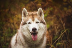 Portrait en gros plan de chien de traîneau sibérien beige magnifique dans l'automne sur un fond de forêt Image de chien enroué en photo libre de droits Portrait en gros plan de chien de traîneau sibérien beige magnifique dans l'automne sur un fond de forêt Image de chien enroué en photo libre de droits