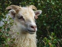 A portrait of an expressive sheep grazing in iceland royalty free stock image A portrait of an expressive sheep grazing in iceland royalty free stock image