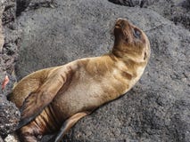 Closeup of a fur seal the galapagos islands ecuador royalty free stock photo Closeup of a fur seal the galapagos islands ecuador royalty free stock photo