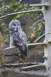Portrait of great gray owl stock images Portrait of great gray owl stock images